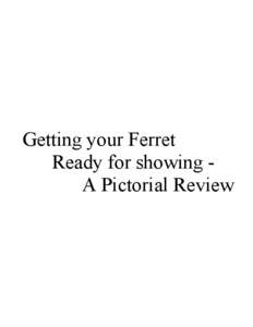 Getting your Ferret Ready for showing A Pictorial Review