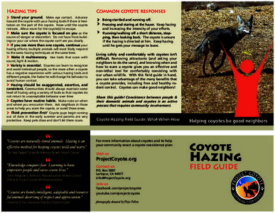 Hazing tips  Common coyote responses Stand your ground. Make eye contact. Advance toward the coyote with your hazing tools if there is hesitation on the part of the coyote. Haze until the coyote