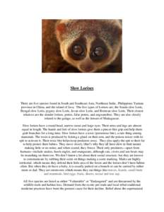 Slow Lorises  There are five species found in South and Southeast Asia, Northeast India , Philippines Yunnan province in China, and the island of Java. The five types of Lorises are; the Sunda slow Loris, Bengal slow Lor