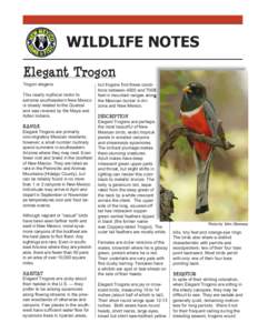 WILDLIFE NOTES Elegant Trogon Trogon elegans This nearly mythical visitor to extreme southwestern New Mexico is closely related to the Quetzal