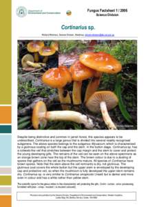 Fungus Factsheet[removed]Science Division Cortinarius sp. Richard Robinson, Science Division, Manjimup, [removed]