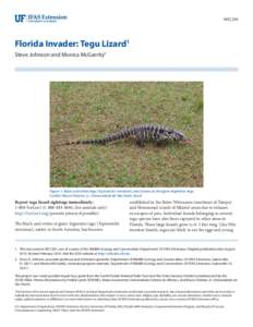 WEC295  Florida Invader: Tegu Lizard1 Steve Johnson and Monica McGarrity2  Figure 1. Black-and-white tegu (Tupinambis merianae), also known as the giant Argentine tegu