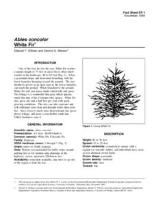 Fact Sheet ST-1 November 1993 Abies concolor White Fir1 Edward F. Gilman and Dennis G. Watson2