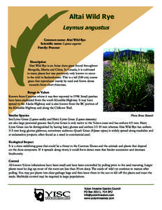 Altai Wild Rye Leymus angustus Common name: Altai Wild Rye Scientific name: Leymus angustus Family: Poaceae