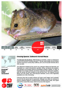 Eastern harvest mouse / Neotominae / Salt Marsh Harvest Mouse / Reithrodontomys