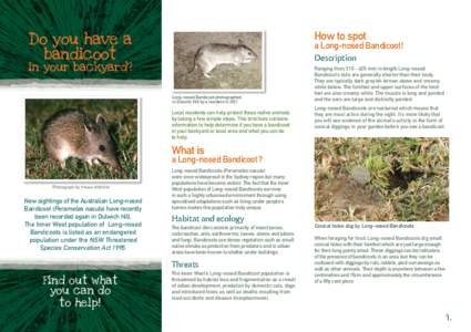 How to spot  Do you have a bandicoot  a Long-nosed Bandicoot!