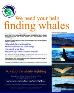 Coloured background  We need your help finding whales Examples of photos suitable for individual identification