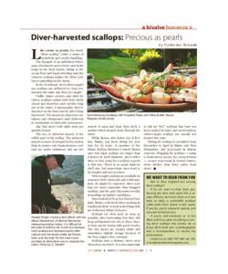 a bivalve bonanza >  Diver-harvested scallops: Precious as pearls by Catherine Schmitt  L