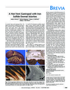 BREVIA A Hot-Vent Gastropod with Iron Sulﬁde Dermal Sclerites