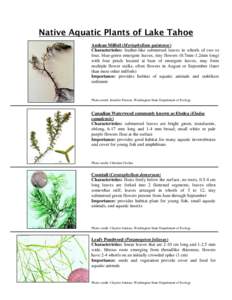 Invasive plant species / Geography of California / Myriophyllum / Elodea canadensis / Elodea / Lake Tahoe / Myriophyllum verticillatum / Myriophyllum sibiricum / Aquatic plants / Haloragaceae / Plant taxonomy