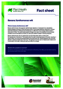 Fact sheet Banana Xanthomonas wilt What is banana Xanthomonas wilt? Banana Xanthomonas wilt (caused by Xanthomonas vasicola pv. musacearum) is a devastating bacterial disease of banana in East and Central Africa. It has 