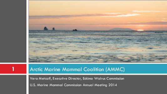 1  Arctic Marine Mammal Coalition (AMMC) Vera Metcalf, Executive Director, Eskimo Walrus Commission U.S. Marine Mammal Commission Annual Meeting 2014