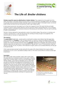 The Life of: Broiler chickens Chickens reared for meat are called broilers or broiler chickens. They originate from the jungle fowl of the Indian Subcontinent. The broiler industry has grown due to consumer demand for af