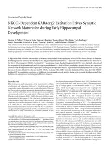 The Journal of Neuroscience, March 18, 2009 • 29(11):3419 –3430 • 3419  Development/Plasticity/Repair NKCC1-Dependent GABAergic Excitation Drives Synaptic Network Maturation during Early Hippocampal