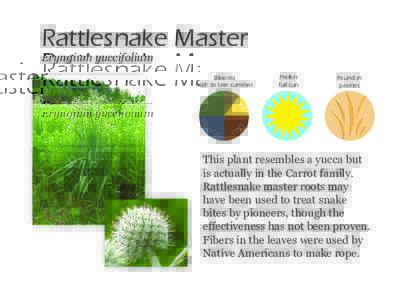 Rattlesnake Master Eryngium yuccifolium Blooms mid- to late summer