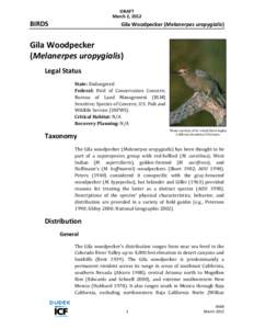 Gila Woodpecker / Birds of North America / Flora of the United States / Saguaro / Gilded Flicker / Gila / Picinae / Saguaro boot / Woodpeckers / Melanerpes / Ornithology