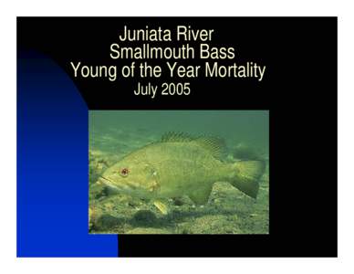 Juniata River Smallmouth Bass Young of the Year Mortality July 2005  Fish Specimen