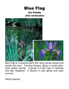 Blue Flag Iris Family (Iris versicolor)  Blue Flag is a graceful plant with long narrow leaves that