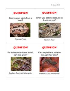 Toads / Salamander / American toad / Frogs / Poisonous amphibians / Amphibians and reptiles of Oregon / Amphibians / Herpetology / Zoology