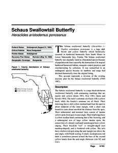 Schaus Swallowtail Butterfly Heraclides aristodemus ponceanus Federal Status:  Endangered (August 31, 1984)