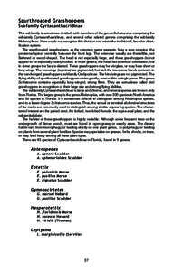 Spurthroated Grasshoppers Subfamily Cyrtacanthacridinae This subfamily is sometimes divided, with members of the genus Schistocerca comprising the subfamily Cyrtacanthacridinae, and several other related genera comprisin