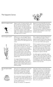 Pachycereeae / Saguaro / Plant morphology / Nurse tree / Gila Woodpecker / Gilded Flicker / Cactus Wren / Cactus / Sonoran Desert / Botany / Eudicots / Flora of the United States