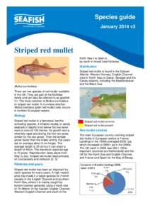 Species guide January 2014 v3 Striped red mullet North Sea it is taken a by-catch in mixed trawl fisheries.