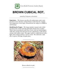 Forest Health Protection, Southern Region  BROWN CUBICAL ROT, caused by Polyporus schweinitzii Importance. - This disease can affect all southern pines and is most prevalent in trees that have suffered basal wounds from 