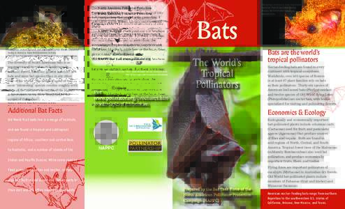 Bats / Plant reproduction / Biology / Pollination / Insect ecology / Bats of the United States / Phyllostomidae / Leptonycteris / Leaf-nosed bat / Lesser long-nosed bat / Greater long-nosed bat / Megabat
