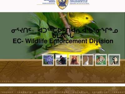 ᓂᕐᔪᑎᑦ  ᐊᑐᖅᑕᐅᑦᑎᐊᕆᐊᖃᕐᓂᖏᓐᓄ ᑲᒪᕕᖓ EC- Wildlife Enforcement Division