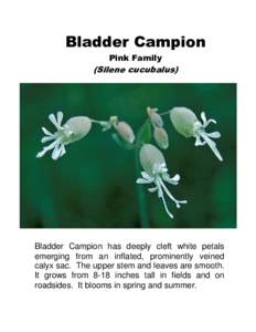Bladder Campion Pink Family (Silene cucubalus)  Bladder Campion has deeply cleft white petals