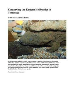 Conserving the Eastern Hellbender in Tennessee by Bill Reeves and Mary Pfaffko Hellbenders are endemic to North America and are split into two subspecies, the eastern hellbender, which is found throughout the eastern sta