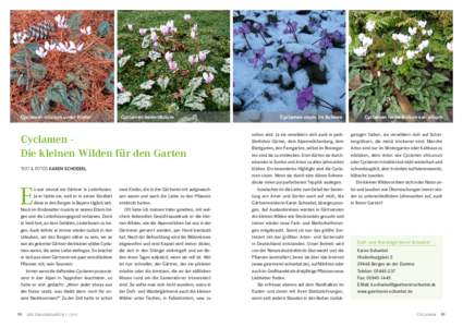 Cyclamen cilicium unter Kiefer  Cyclamen hederifolium Cyclamen Die kleinen Wilden für den Garten Text & Fotos Karen Schoebel