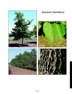 Common Hackberry  slide 59b 360%  slide 59c