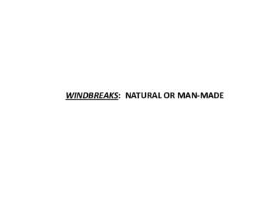 WINDBREAKS: NATURAL OR MAN-MADE  survival of the beesurvival of the beekeeper . . .