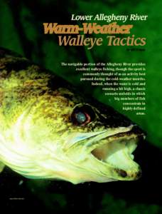 by Jeff Knapp  The navigable portion of the Allegheny River provides excellent walleye fishing, though the sport is commonly thought of as an activity best pursued during the cold-weather months.