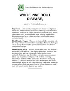 Forest Health Protection, Southern Region  WHITE PINE ROOT DISEASE, caused by Verticicladiella procera Importance. - Until recently, white pine root disease was of greatest