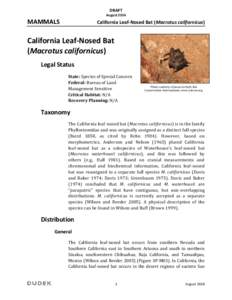 Western United States / Leaf-nosed bat / Southwestern United States / Bat / Phyllostominae / Vesper bat / Macrotus / Taxonomy / California Leaf-nosed Bat