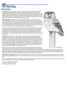 Boreal Owl: Wildlife Notebook Series - Alaska Department of Fish and Game