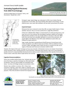 Vermont Forest Health Update  Evaluating Sugarbush Recovery from 2010 Frost Damage Hardwood frost damage, May[removed]The severity of damage was influenced by elevation.