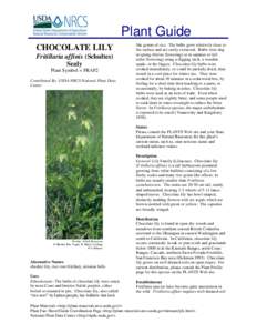 Plant Guide CHOCOLATE LILY Fritillaria affinis (Schultes) Sealy Plant Symbol = FRAF2 Contributed By: USDA NRCS National Plant Data