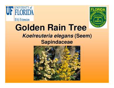 Microsoft PowerPoint - Golden Rain Tree