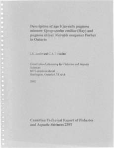 Description of age 0 juve ile pugnos minnow Opsopoeodus emiliae (Ha ) and pugnose shiner Notropis anooenus Forbes in Ontario  J.K. Lesli a