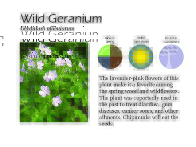 Wild Geranium Geranium maculatum Prefers light shade