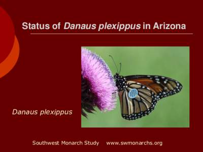 Status of Danaus plexippus in Arizona  Danaus plexippus Southwest Monarch Study