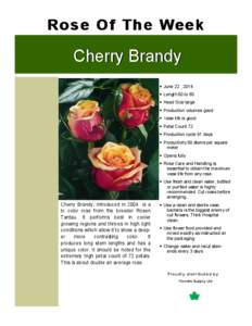 Rose Of The Week  Cherry Brandy  June 22 , 2014  Length 60 to 80  Head Size large