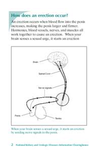 How does an erection occur?