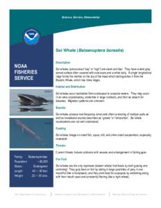 Science, Service, Stewardship  Sei Whale (Balaenoptera borealis) Description  NOAA
