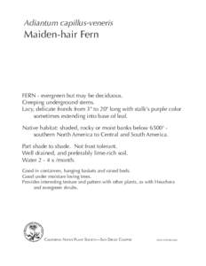 Adiantum capillus-veneris  Maiden-hair Fern FERN - evergreen but may be deciduous. Creeping underground stems.