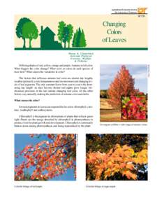 Plant physiology / Pigmentation / Ornamental trees / Photosynthetic pigments / Tetrapyrroles / Autumn leaf color / Biological pigment / Leaf / Anthocyanin / Flora of the United States / Biology / Botany